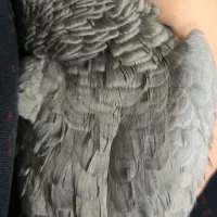 جوجه کاسکو سخنگو|پرنده|شیراز, کوشک میدان|دیوار