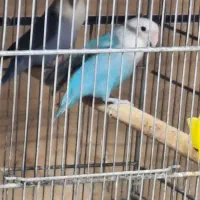 طوطی بریزیلی قناری|پرنده|قزوین, |دیوار