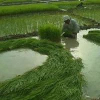 عرضه برنج چمپای اورکانیک