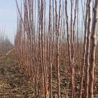 نهال ودرخت|خدمات باغبانی و درختکاری|چناران, |دیوار