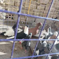 ۱۳عدد کفتر جوون پرشی