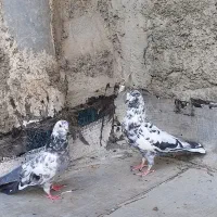 کفتر یا کبوتر تیرماه