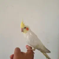 دوجفت عروس هلندی دستی