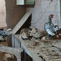 مرغ ویروس مینیاتوری،سرایت اصیل،پولک منظم|حیوانات مزرعه|مشهد, دانشگاه فردوسی|دیوار