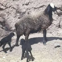 گوسفند دوقلوزا و اصیل شال و بره|حیوانات مزرعه|یزد, |دیوار