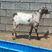 کهره صلاله پچی