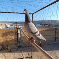 کبوترپلاکی باخت رفته|پرنده|سرپل ذهاب, |دیوار