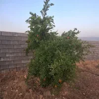 باغ شهری سیاخ (سیخ)دارنگون شهرک فارس مبین|فروش خانه و ویلا|شیراز, شهرک والفجر|دیوار