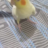 عروس هلندی لوتینو ماده