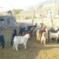 31کهره نرماده سبک