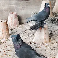 کبوتر ترک صدا کن وگوگ|پرنده|داران, |دیوار