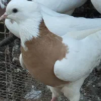 کبوتر طوقی|پرنده|رامیان, |دیوار