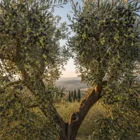 فروش نهال زیتون الک ترکیه