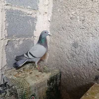 ماده سبز مسافتی|پرنده|مرودشت, گندم‎|دیوار