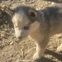 واگذاری توله هاسکی