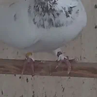 کبوتر کله برنجی،زرهی،قاره،کله خالدار