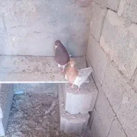 کبوتر کله ای