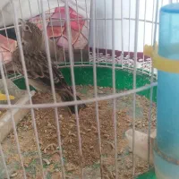 سهره خاکی به شرت بیا به خاندش نگاه کن ببر