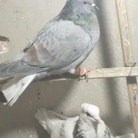 کبوتر|پرنده|سراوان, |دیوار