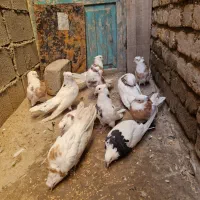 کبوترنقابی|پرنده|روانسر, |دیوار