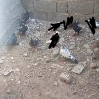 کفتر پلاکی