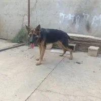 سگ ژرمن شپرد معاوضه