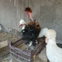 جوجه خروس سلطان و فری|حیوانات مزرعه|نیشابور, بنیاد شهید|دیوار