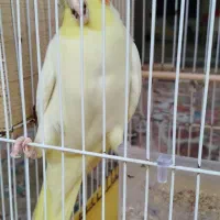 عروس. هلندی|پرنده|کوچصفهان, |دیوار