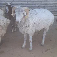 بره قوچ بذری