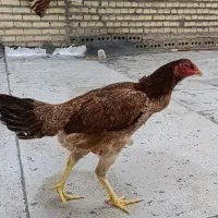 مرغ لاری اصیل