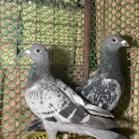 سبز پولک