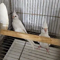 جوجه عروس آلبینو