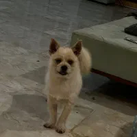 شیتزو ۳ ماهه و پامر ۳ ماهه|سگ|گرگان, |دیوار