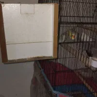 عروس هلندی جفت|پرنده|قم, ولیعصر|دیوار