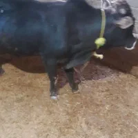 گاونره