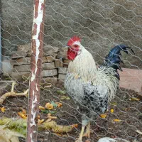 خروس  خوش صدا فروشی سالم وسر حال ومرغ گردون