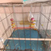 جوجه عروس هلندی. قناری|پرنده|شیراز, سعدیه شمالی|دیوار