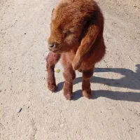 بزغاله شیری نر|حیوانات مزرعه|مشهد, زیرکن|دیوار