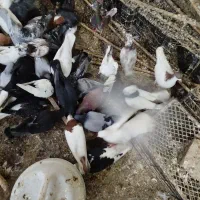 کبوتر دورگورنگی