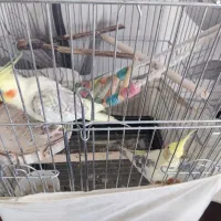 عروس هلندی|پرنده|پرند, فاز ۵|دیوار