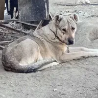 واگذاری|سگ|ملایر, |دیوار