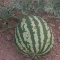 فروش هندوانه