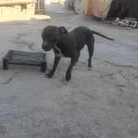 سگ پیتبول ماده|سگ|اهواز, پردیس دو|دیوار