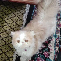 گربه نژاد  پرشین فلت