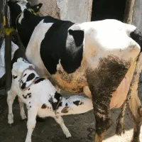 گاو شیری با گوساله سیمنتال نر