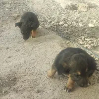 توله ژرمن شپرد اصل