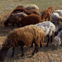 گوسفند بره دار|حیوانات مزرعه|گرمی, |دیوار
