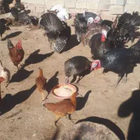 فروش بوقلمون|حیوانات مزرعه|کشاورز, |دیوار