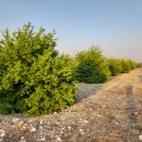 فروش باغ تلخاب شیرین|فروش دفتر صنعتی، کشاورزی، تجاری|دوگنبدان, |دیوار