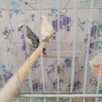 طوطی برزیلی|پرنده|شیروان (خراسان), |دیوار